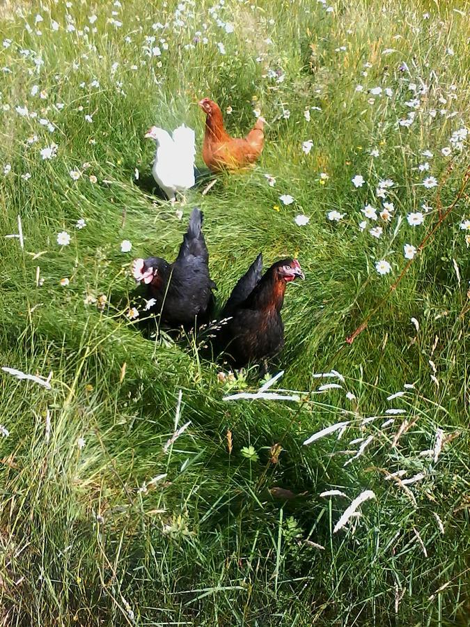 Pukeko Nest Chambres d hotes Faverolles  Extérieur photo